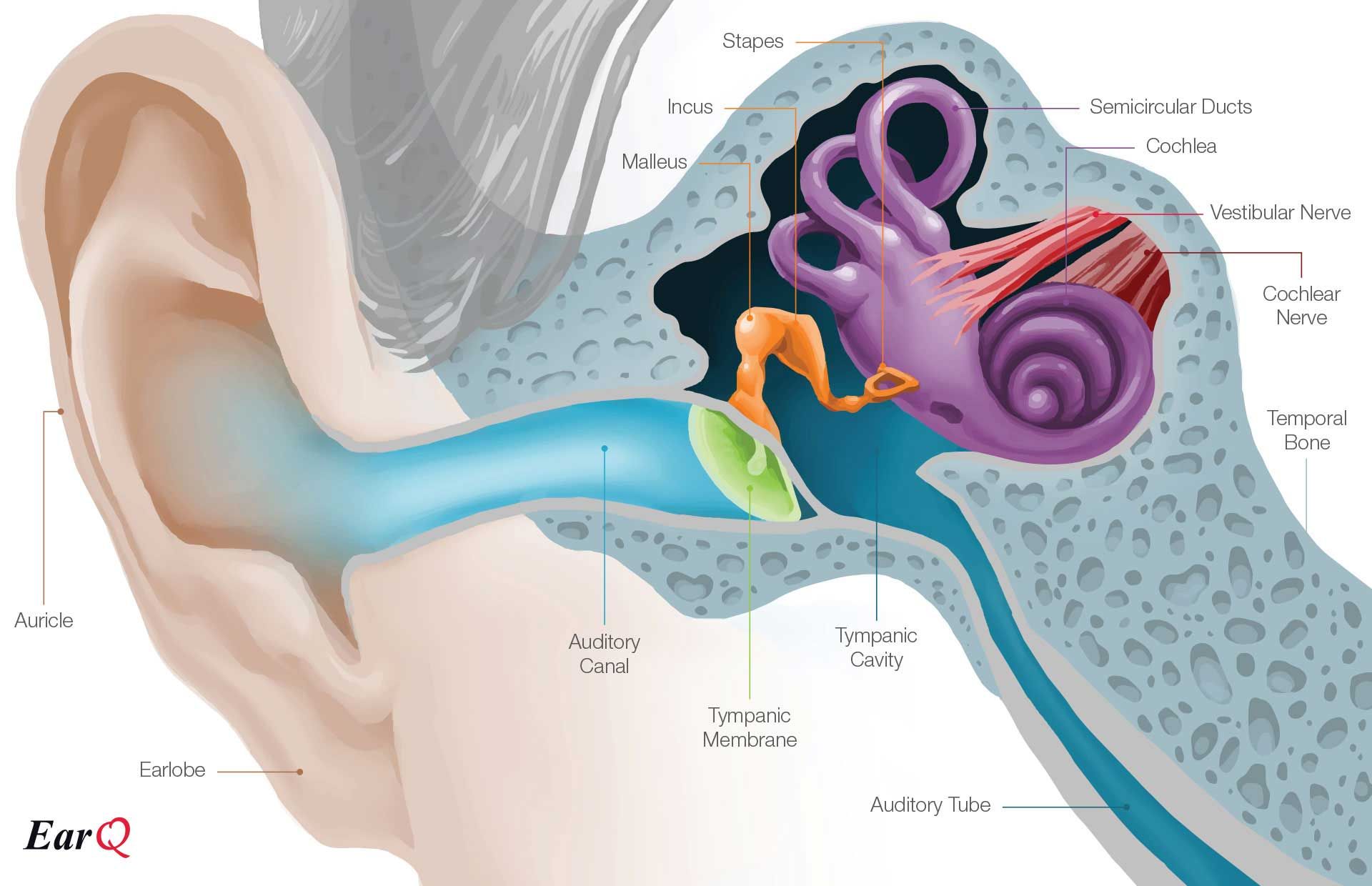 Anatomy of the Ear