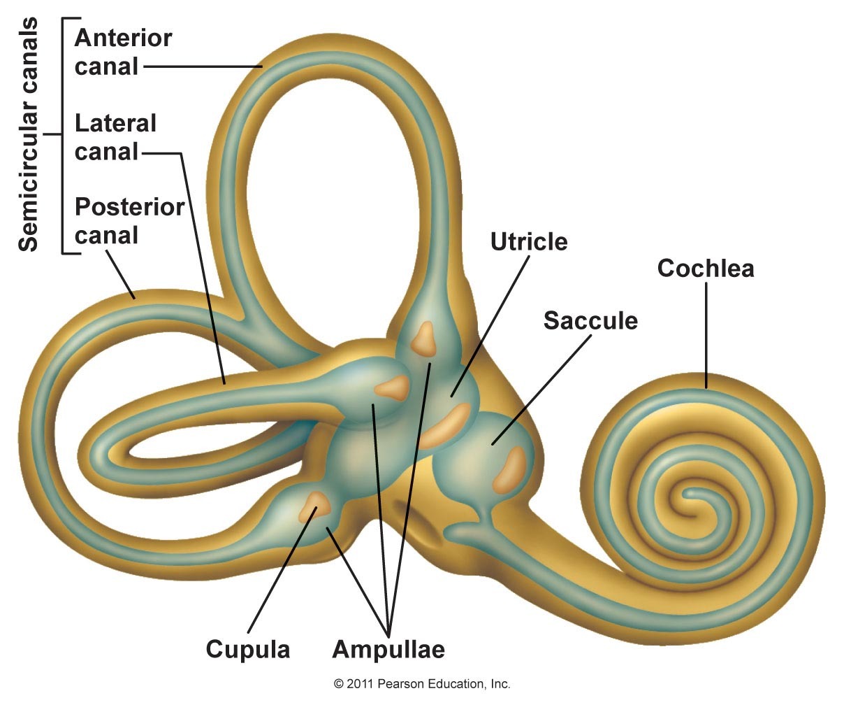 Anatomy of Vestibular System