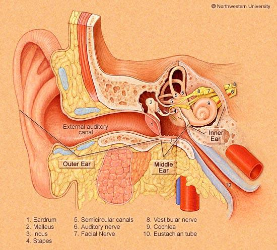 Ear Anatomy Diagram
